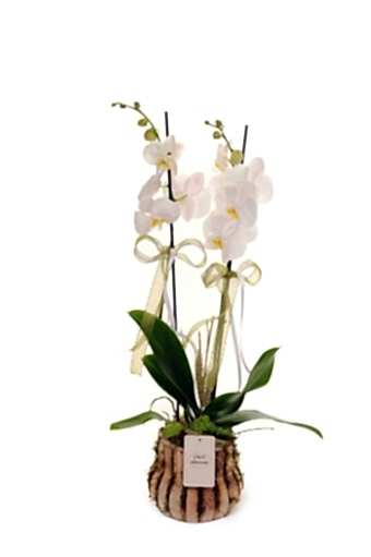 2 Dal İthal Beyaz Orkide