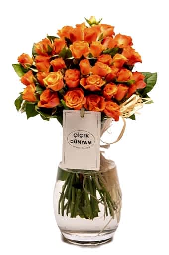 Beauty Çardak Güller