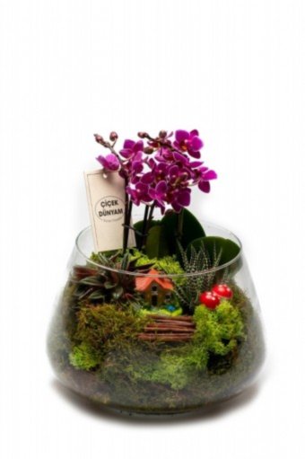 Çise Mini Orkide Bahçesi