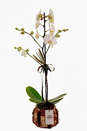 Bryant Tek Dal Orkide