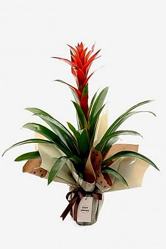 Guzmania