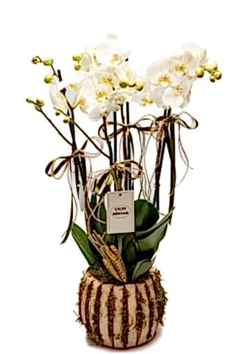 Mabella 4 Lü Orkide