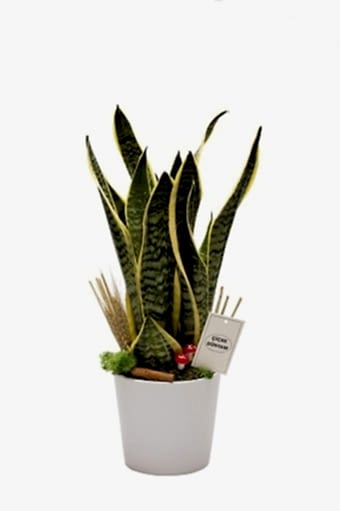Sanseveria