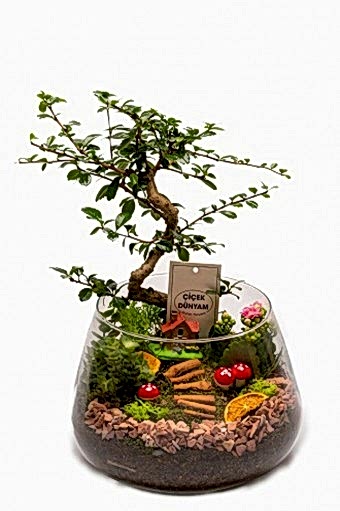 Bonsai Garden
